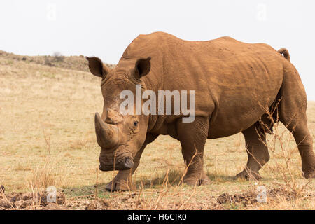 Rinoceronte bianco (Ceratotherium simum) Foto Stock