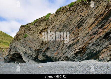 Ripiegate degli strati rocciosi e grotte, Bocca Welcombe Beach, Hartland Peninsula, North Devon Coast Foto Stock
