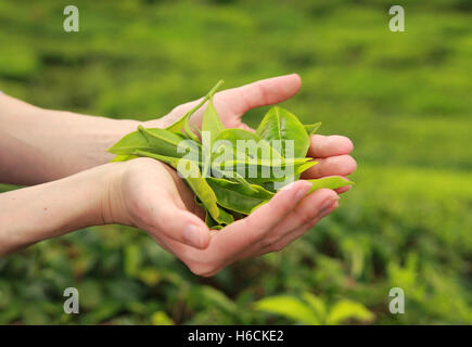 Femmina tenendo le mani fresche foglie di tè Foto Stock