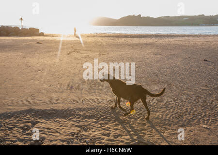 Il mio modello rilasciato nero,maschio,ben,vecchio,13,lurcher cane al tramonto sulla spiaggia di Ferryside su Towy Estuary,Carmarthenshire,West Wales,U.K. Foto Stock