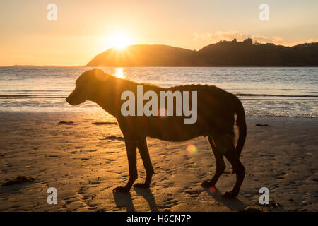 Il mio modello rilasciato nero,maschio,ben,vecchio,13,lurcher cane al tramonto sulla spiaggia di Ferryside su Towy Estuary,Carmarthenshire,West Wales,U.K. Foto Stock