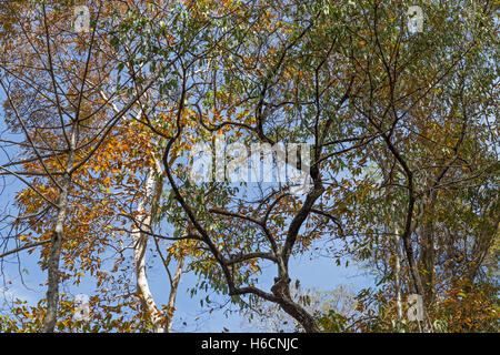 Alberi e cielo, Prasat PRAM tempio, Koh Ker, aka Chok Gargyar, Siem Reap, Cambogia Foto Stock