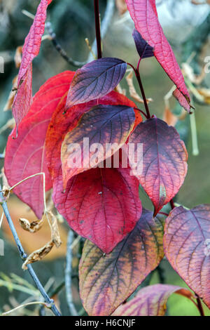 Cornus alba sibirica dogwood, foglie autunnali foglie vegetali coloranti Foto Stock