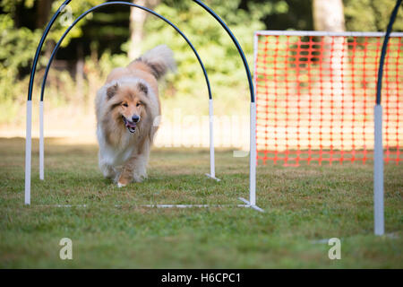 Collie scozzese in hooper la concorrenza Foto Stock