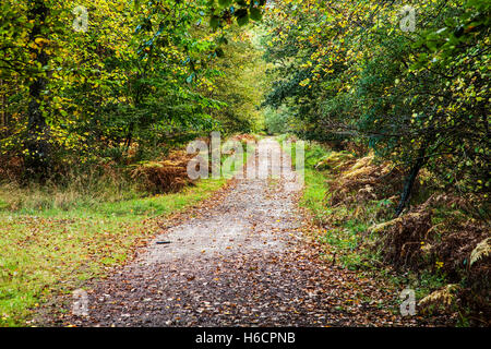 Percorso del bosco attraverso la Foresta di Dean, nel Gloucestershire. Foto Stock