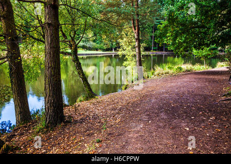 Germani reali Pike nella Foresta di Dean, nel Gloucestershire. Foto Stock