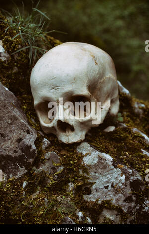 Il vecchio teschio umano dimenticato in natura Foto Stock