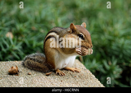 Close-up di Scoiattolo striado orientale (tamias striatus) con il rigonfiamento delle guance di mangiare una ghianda Foto Stock