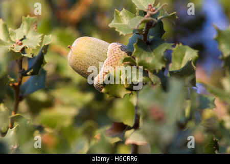 Nativo di evergreen pianta mediterranea - kermes oak Quercus coccifera . Acorn. Cipro variegata di bush Foto Stock