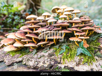 Un cluster di toadstools cresce su un albero caduto nella nuova foresta, Hampshire, Regno Unito. Foto Stock