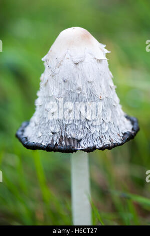 Inchiostro comune pac funghi selvatici Foto Stock