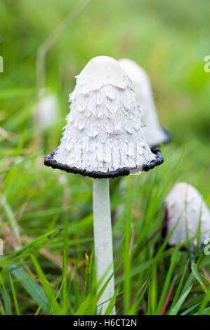 Inchiostro comune pac funghi selvatici Foto Stock