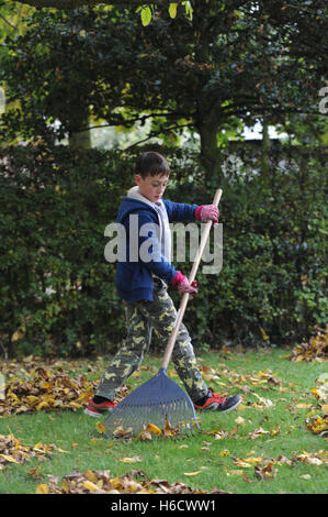 Nipote aiutando chiaro lascia nel giardino dei nonni Foto Stock