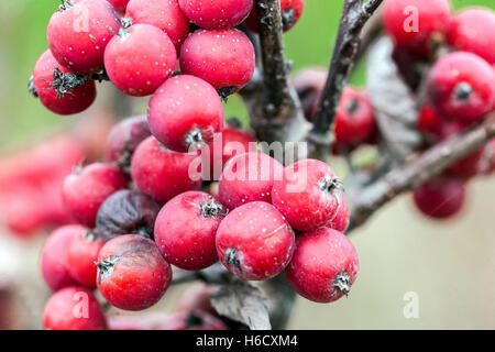 Sorbus danubialis, Danubio rowan autunno frutti rossi Foto Stock