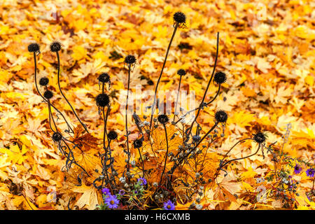 Echinacea purpurea secchezza gambi su uno sfondo giallo foglie su la testata del terreno Foto Stock