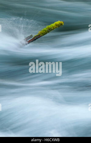 Olallie Creek, McKenzie paesaggistico e selvaggio fiume Willamette National Forest, Oregon Foto Stock