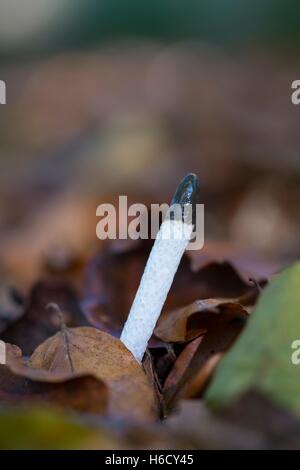 Mutinus caninus, Cane Stinkhorn. Foto Stock