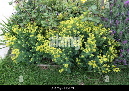 Close up di Ruta graveolens pianta o noto anche come Rue, comune rue o erbe-di-grazia crescita nel terreno Foto Stock