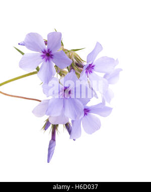 Bella Blu Phlox blumi, su bianco Foto Stock