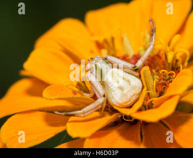 Femmina ragno granchio, Thomisus, in attesa di preda su un arancio Zinnia fiore Foto Stock