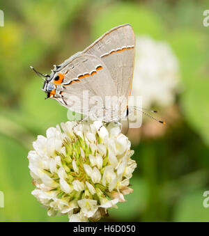 Tiny Grey Hairstreak butterfly alimentazione su un trifoglio bianco fiore Foto Stock