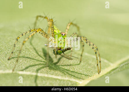 Green Lynx Spider, Peucetia viridans, con la preda Foto Stock