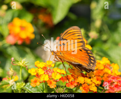 Gulf Fritillary butterfly alimentazione su un vivacemente colorati fiori di lantana Foto Stock
