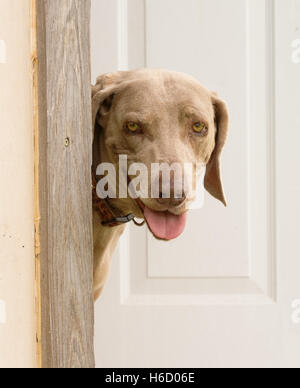 Cani Weimaraner guardando fuori da una porta verso il visualizzatore Foto Stock