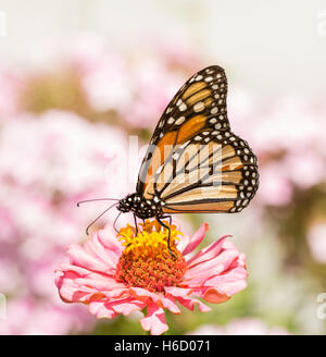 Farfalla monarca alimentazione su una rosa Zinnia fiore, con fiori di colore rosa sfumare in background Foto Stock