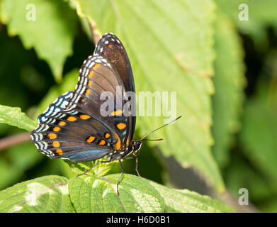 Vista ventrale di un Rosso porpora maculato Admiral butterfly poggiante su un dipinto di foglia di ortica Foto Stock