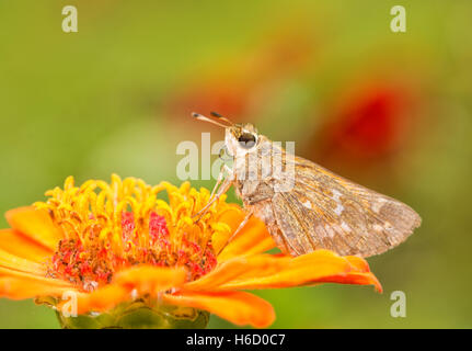 Femmina Skipper Sachem butterfly alimentazione su un arancio Zinnia nel giardino estivo Foto Stock