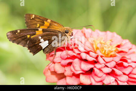 Argento-spotted Skipper butterfly alimentazione su una rosa Zinnia nel soleggiato giardino estivo Foto Stock