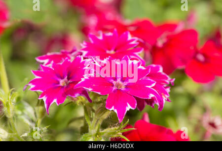 Rosa caldo e stella bianca Phlox nel soleggiato giardino estivo Foto Stock