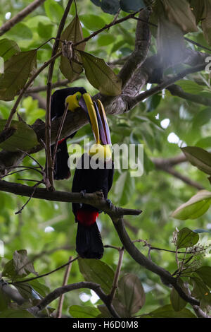 Bella tucani in una foresta pluviale tropicale del Costa Rica Foto Stock