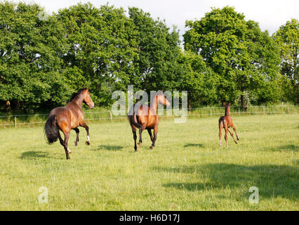 Una mandria di marrone Holsteiner cavallo al galoppo con un puledro su un pascolo verde Foto Stock