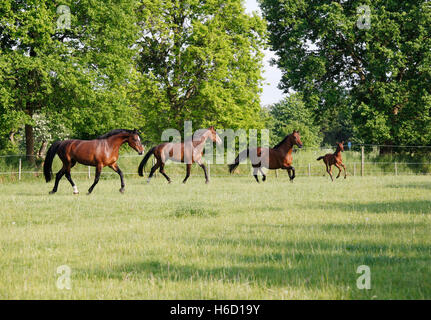 Una mandria di marrone Holsteiner cavallo al galoppo con un puledro su un pascolo verde Foto Stock