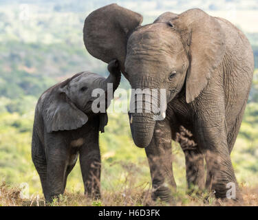 Elefante africano (Loxodonta africana) con la madre Foto Stock