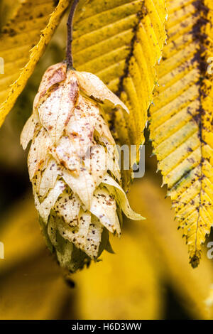 Carpinus japonica carpino giapponese, stagionati di semi e foglie di giallo, i colori autunnali Foto Stock