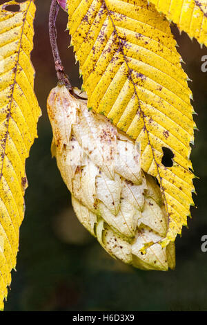 Carpino giapponese carpino japonica carpino carpino, semi maturati, foglie autunnali Foto Stock