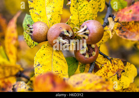 Nespilus germanica colori autunnali, frutti di maturazione Mespilus germanica albero ramo Medlar albero foglie ingiallenti Foto Stock