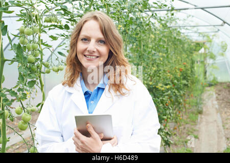 Donna scienziato in serra la ricerca di colture di pomodoro Foto Stock