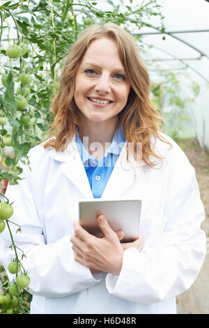 Donna scienziato in serra la ricerca di colture di pomodoro Foto Stock