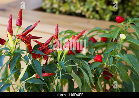 Peperoncino rosso in vaso Foto Stock