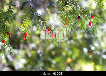 Unione yew (Taxus baccata) tree Foto Stock