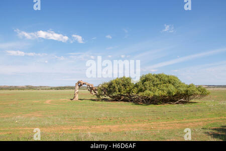 L'unica struttura pendente di Greenough con un tronco piegato in posizione orizzontale nel paesaggio rurale del Western Australia. Foto Stock