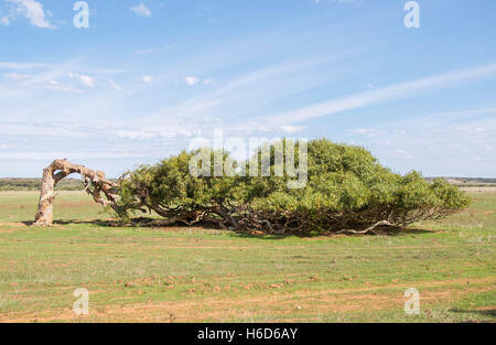 L'unica struttura pendente di Greenough con un tronco piegato in posizione orizzontale nel paesaggio rurale del Western Australia. Foto Stock