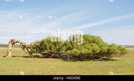 L'unica struttura pendente di Greenough con un tronco piegato in posizione orizzontale nel paesaggio rurale del Western Australia. Foto Stock