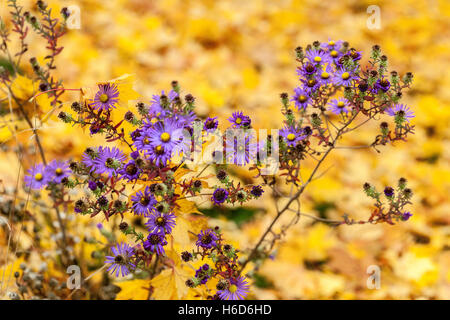 Fiori blu del New England Aster Symphyotrichum novae-angliae. Foglie gialle cadute di acero, colori d'autunno Asters Foto Stock