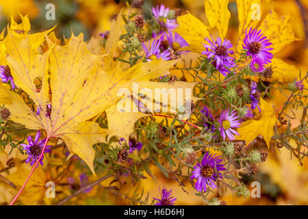 Fiori blu del New England Aster Symphyotrichum novae-angliae giallo caduta foglie di acero, foglie di autunno close up Foto Stock