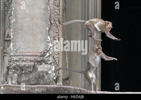 Jumping, macachi a coda lunga, o macaco che mangia granchi, Macaca fascicularis, Angkor Wat, Cambogia Foto Stock